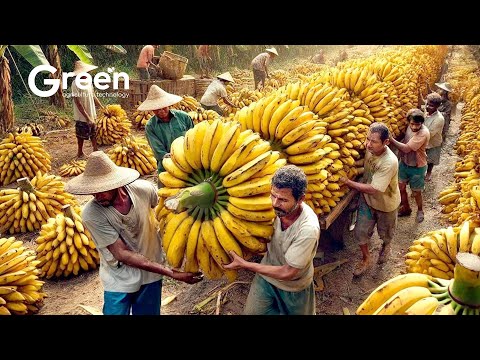 How Millions of Bananas Are Harvested and Processed | Banana Chips Factory๐