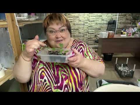 укоренились черенки гортензии. что делаю