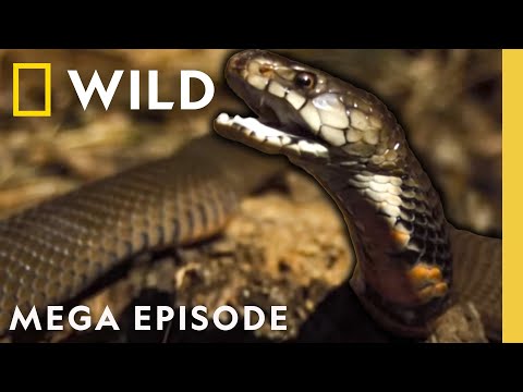 Ultimate Animal Countdown: Deadliest, Smelliest Animals on Earth | MEGA EPISODE | Nat Geo Animals