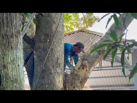 Cưa cây xoài siêu khủng ,Siêu nhánh . Ở vị trí khó , Tâm linh. Cưa cây kỷ thuật cao