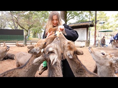 Feeding the Japanese deer in Nara Park【Japan Life】