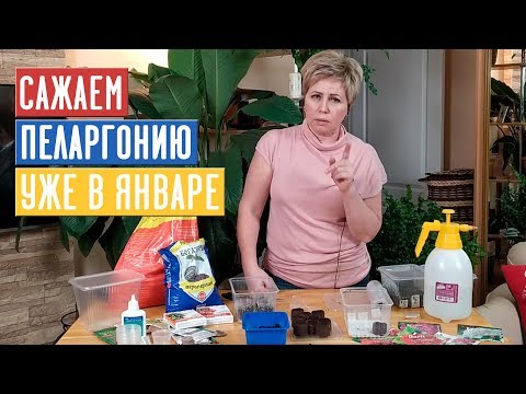 НАЧИНАЕМ ПОСАДОЧНЫЙ СЕЗОН 2020 С ПЕЛАРГОНИИ! Посадка в стаканчики и торфяные таблетки / Садовый гид