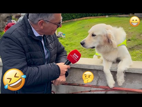 I dare you not to LAUGH at these FUNNY DOGS 😁🦮 - Best Funny Animals Videos 2025 #54
