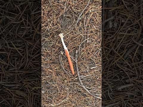 Odd Item During Search Coordinates Taken Flat Ground Outside of Ravine