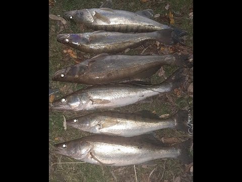 Как поймать ПАССИВНОГО СУДАКА если Джиг молчит