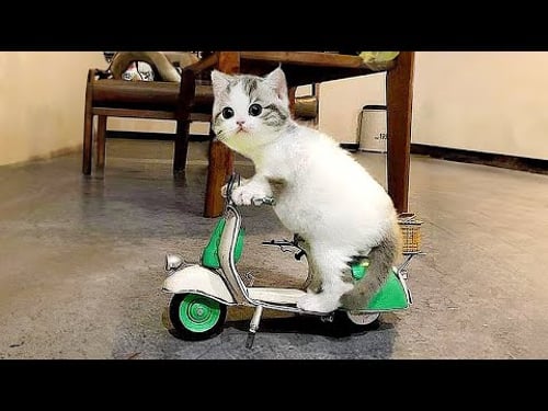 Videos De Risa De Animales 2025 - Perros y Gatos Chistosos - Videos De Animales Graciosos #39