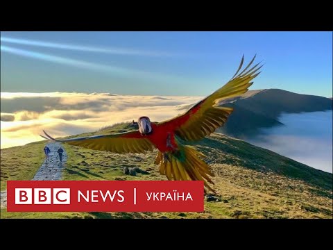 Папуга, що літає сам по собі