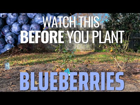Start a New Blueberry Patch! (Varieties, Soil Prep, and Planting Tips)
