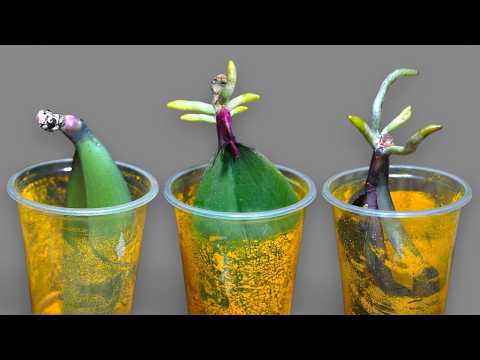 🌸Just rice! Orchid leaves grow 200% of roots immediately and bloom super flowers