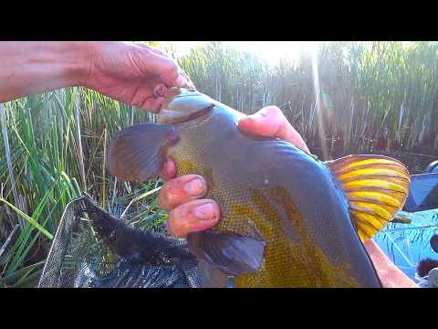A LARGE TENCH LAYS OUT A FLOAT!!! Fishing in summer with a fishing rod