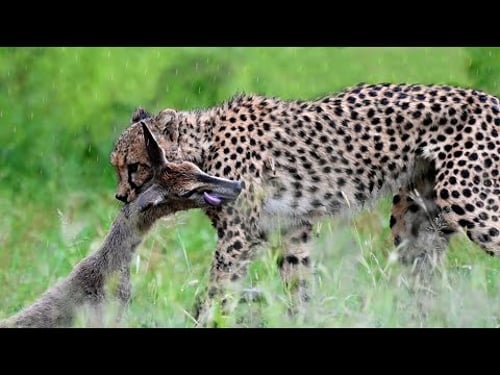 Cheetah Catches Duiker in the Rain only for Vultures to Steal it