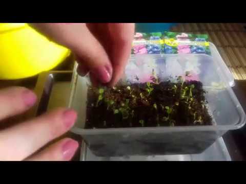 Sowing delphinium seedlings. Germination rate: 100%.