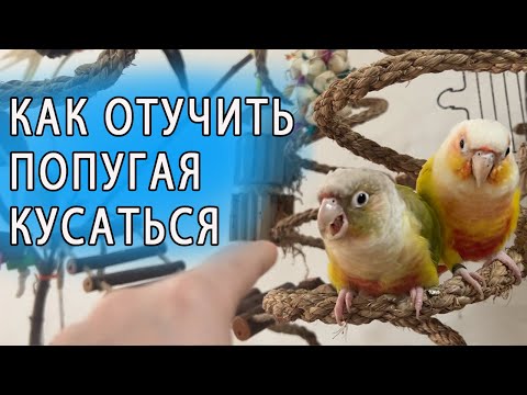 КАК ОТУЧИТЬ ПОПУГАЯ КУСАТЬСЯ