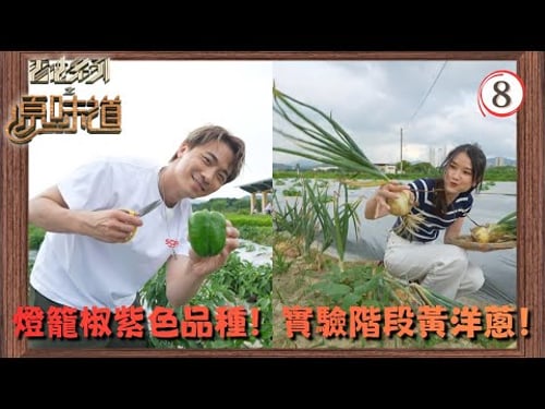TVB飲食節目 | 香港系列之原味道 08/13 | 海葡萄、蝴蝶酥、本地有機農作物、預製外賣餐 | 黃劍文 | 冼靖峰 | 王汛文 | 莊子璇 | 粵語中字 | 2025