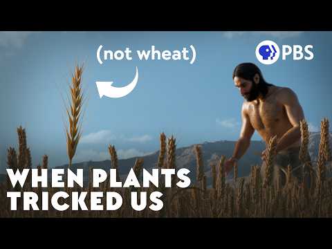 When Ancient Weeds Fooled Us
