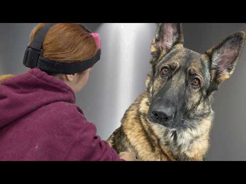 This Nervous German Shepherd Was Losing So Much Fur