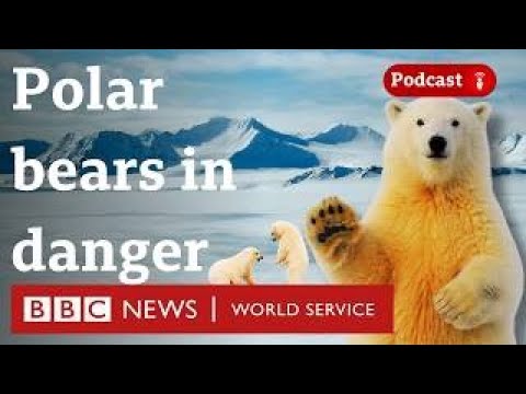 Can re-freezing Arctic sea ice help save polar bears? - What in the World podcast, BBC World Service