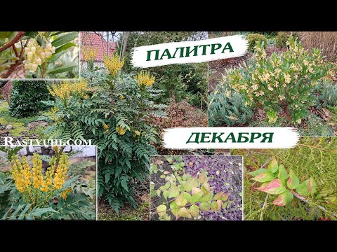 Flowering evergreen shrubs in December. Beautiful deciduous ones.