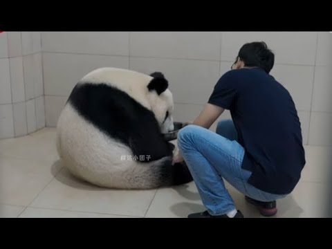 福凤首次当妈妈产下双胞胎,在奶爸照顾下迅速提升带娃技巧