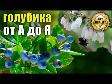 Все о ГОЛУБИКЕ секреты выращивания, сорта, посадка, уход, полив. защита от болезней, вредителей.