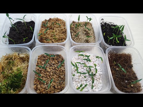 СЕЮ ПЕРЦЫ ПРОСТО! Рассада перца всегда сильная, мощная и урожайная