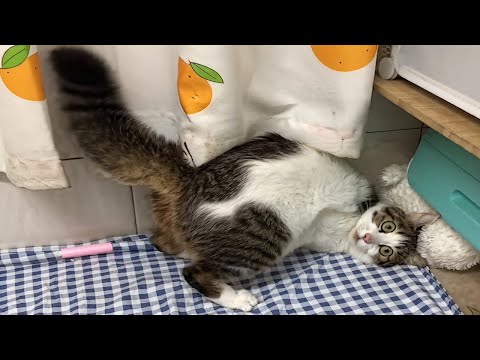 CATS: Totally Bonkers and Wildly Unpredictable