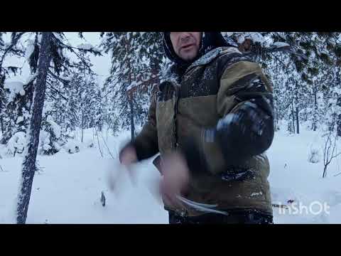 Промысел соболя. Пробиваю путик!
