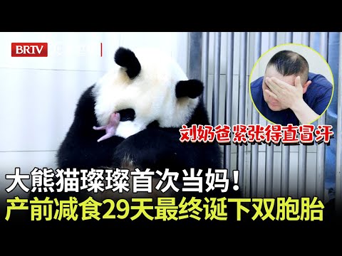 大熊猫璨璨首次当妈!产前减食29天最终诞下双胞胎,刘奶爸紧张得直冒汗,终于亲眼看到熊猫宝宝出生!【熊猫奇遇记】