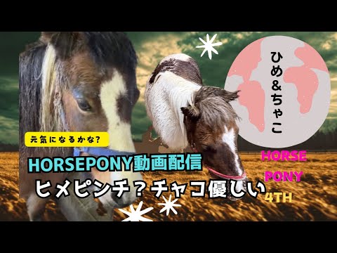 【ヒメに何が?】いつも元気なのに…翌日はごはんを食べず😢→数時間後
