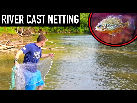 River Cast Netting to Stock our POOL POND!