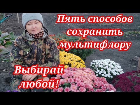 Хризантема мультифлора. Пять способов сохранить зимой.