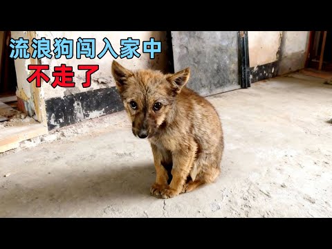 流浪小狗想有一个家,它闯入装修中的房子,赖着不走了