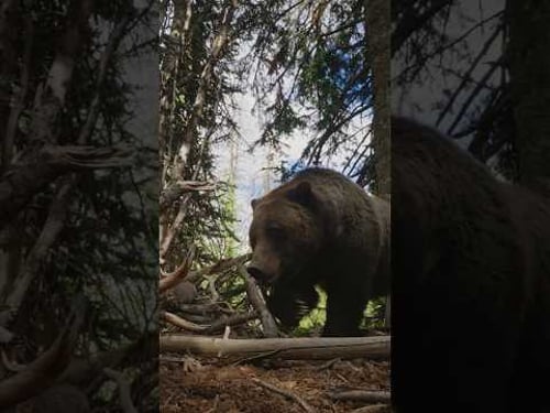 New YouTube Episode Out. This story is one I’ve worked on for nearly 10 years! #wildlife #nature