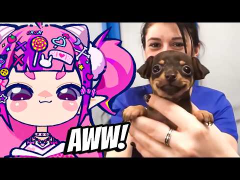 Ironmouse Reacts To The Funniest Dog Videos On The Internet..