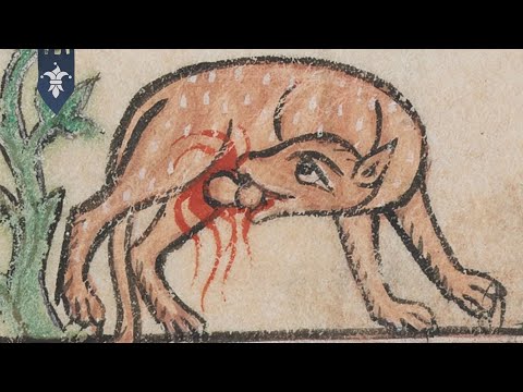 A 'Hilarious' Compilation of Inaccurate Medieval Beliefs…