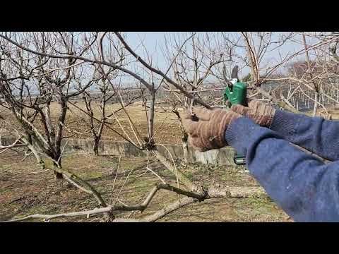 Experts teach you how to prune Daebong persimmon trees effectively. How to get a good harvest. Fo...