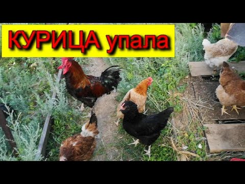 КУРИЦА УПАЛА НА НОГИ что делать ЧЕМ ЛЕЧУ В ЭТОМ СЛУЧАЕ