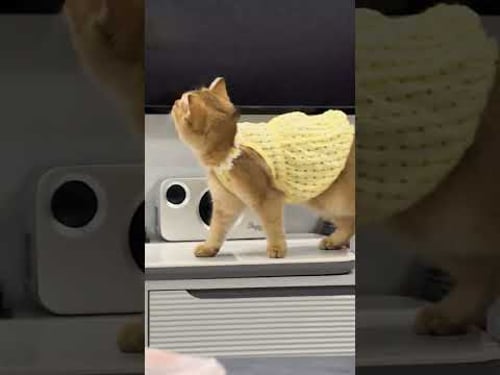 Top 5 funniest fails of cats and dogs try not to laugh. 😂 #funnycats #funnyfails #funnypets #fypシ