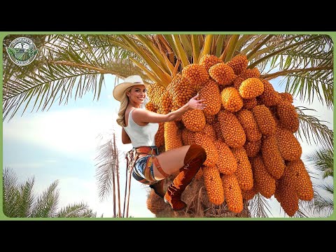 How Millions Tons of Dates Are Harvested & Processed β Inside Massive Date Palm Factory