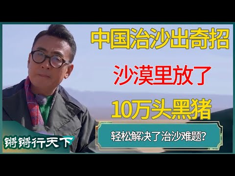 中国治沙出奇招:在沙漠里放了10万头黑猪!这个逆向操作,竟轻松解决了困扰人类的治沙难题? #窦文涛 #梁文道 #马未都 #周轶君 #马家辉 #许子东 #圆桌派 #圆桌派第八季