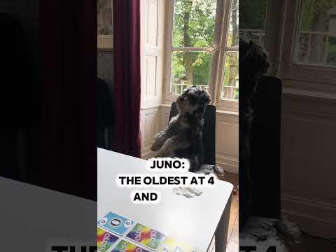 Introducing the fur babies of restoration_chronicles #furbabies #minischnauzers #siberiancat