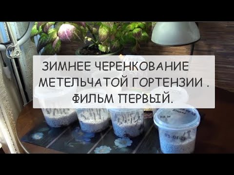 Зимнее черенкование метельчатой гортензии .Фильм первый.