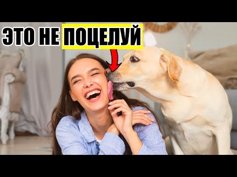 When Your Dog Licks You, Here's What It Really Means (It's Not Cute)