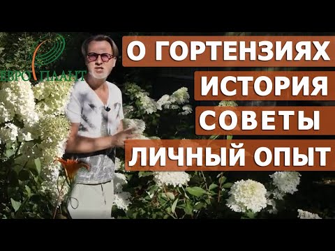 Малоуходные метельчатые гортензии для ленивых садоводов