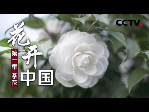 《花开中国》第一集 茶花 | CCTV纪录