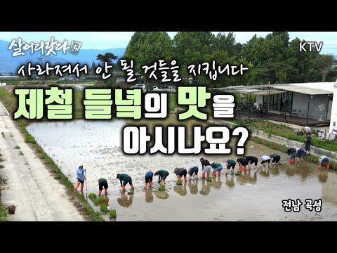 (전남 곡성) 1부, 2부 - 제철 들녘의 맛을 아십니까? 곡성 사는 농부과학자 '고군분투 쌀 이야기' koreatv, rice, organic, farming (시즌5)