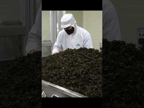 밥도둑! 바삭한 올리브 김자반 대량생산 #Shorts