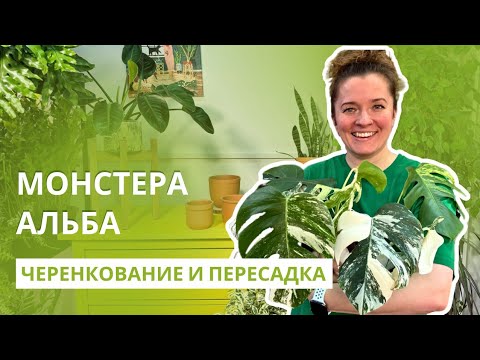 Монстера Альба 🪴 черенкование и пересадка