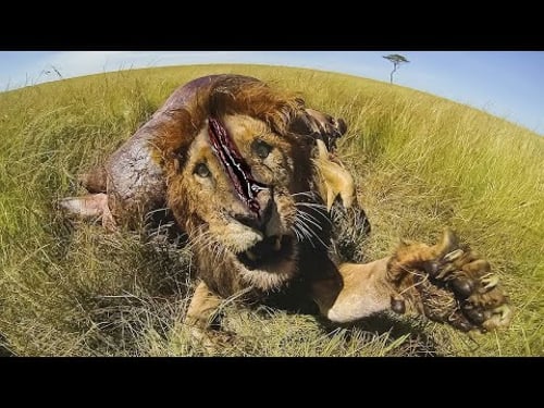 Tiere Die Menschen Um Hilfe Bitten!