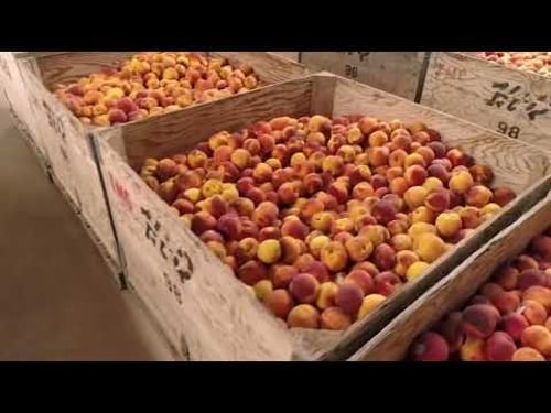 Peach Liqueur Preview